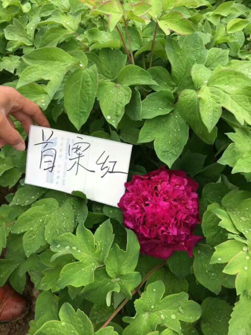 牡丹苗10cm以下