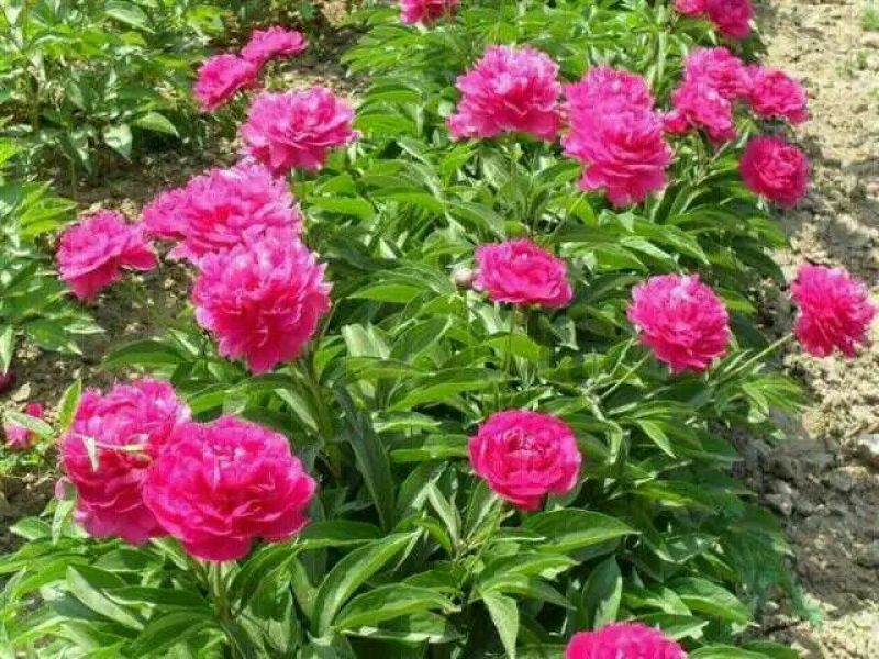 芍药2~4cm0.5米以下