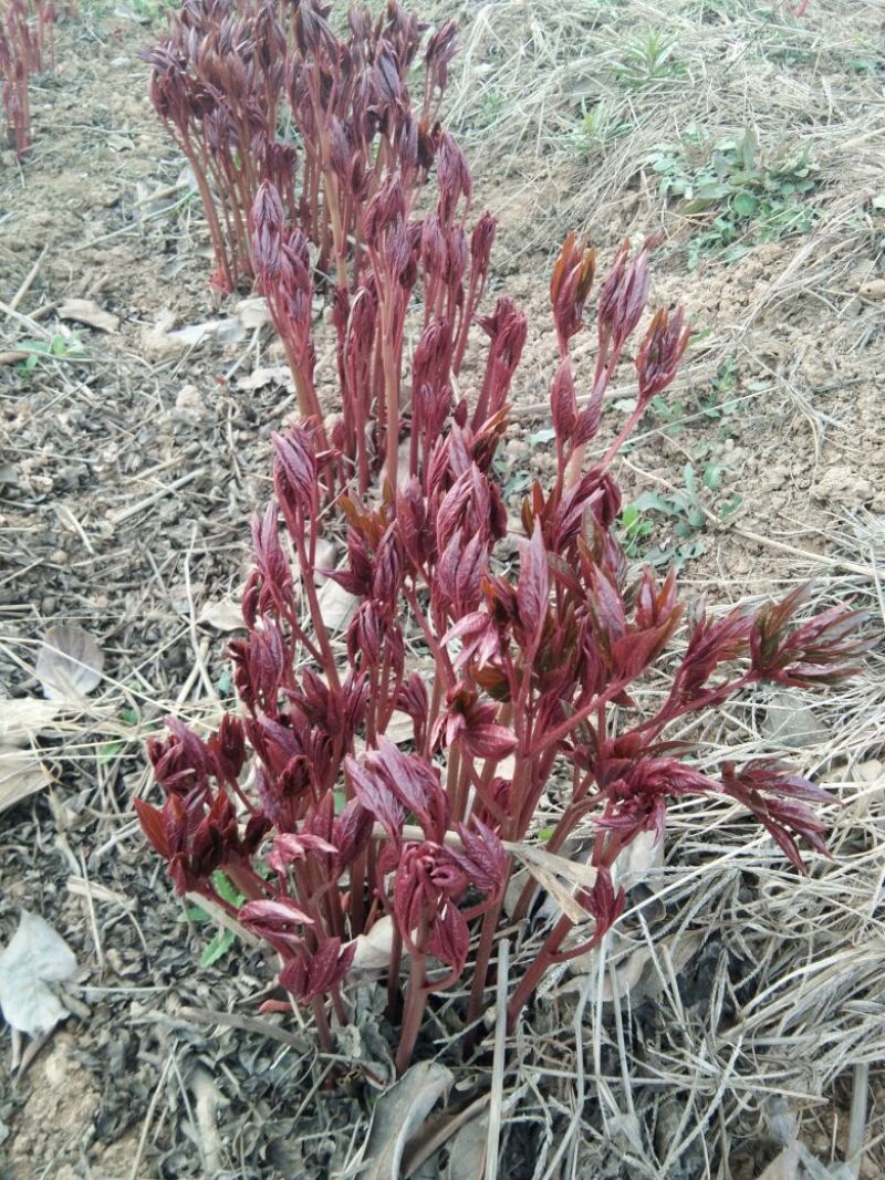芍药2~4cm0.5米以下