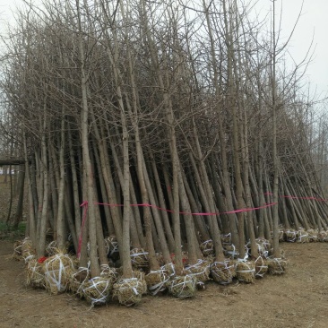 银杏树1米以下6~8cm4米以上