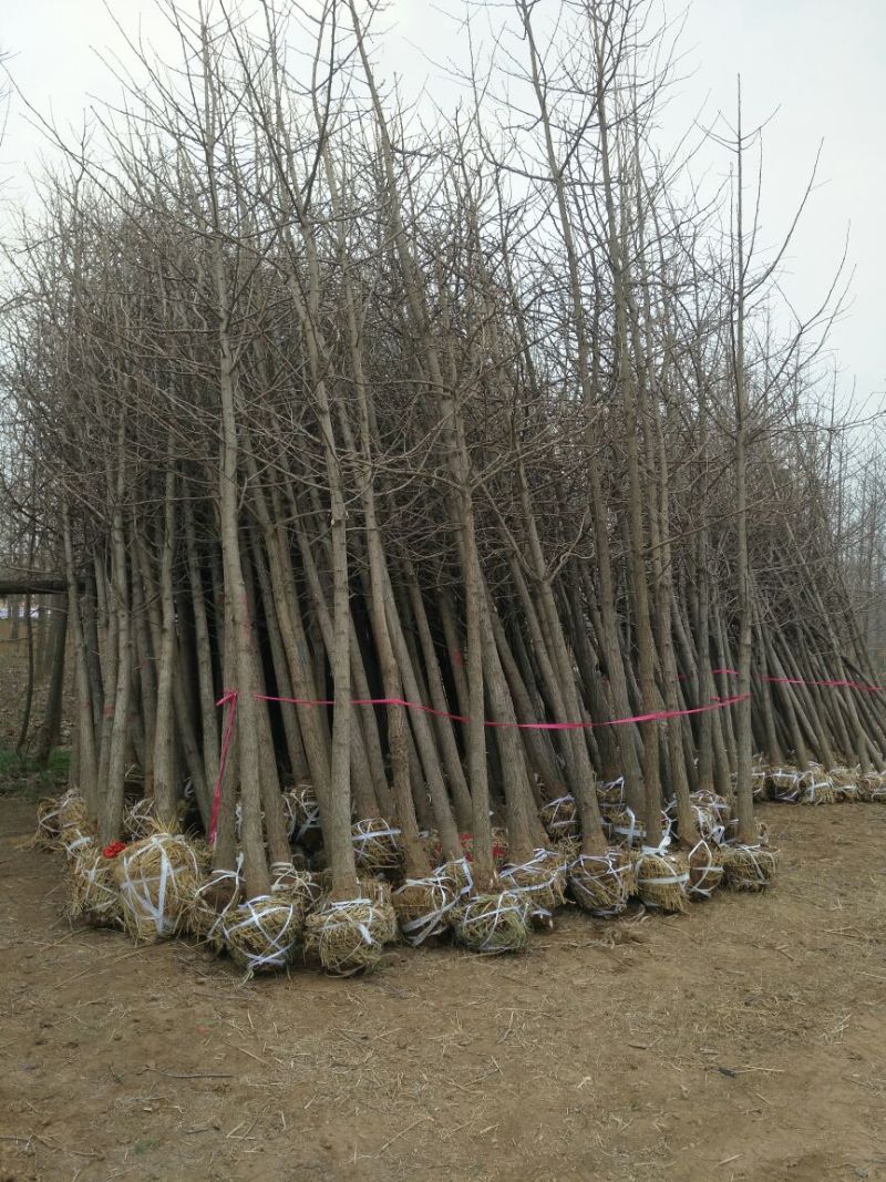 银杏树1米以下6~8cm4米以上
