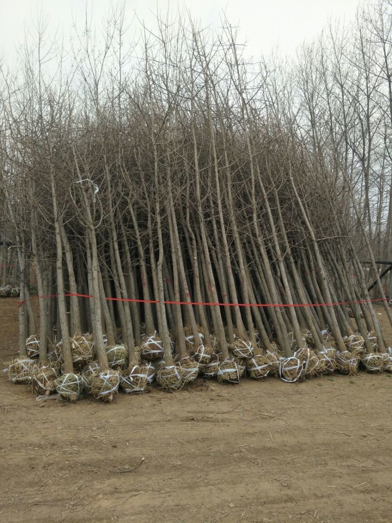 银杏树1米以下6~8cm4米以上