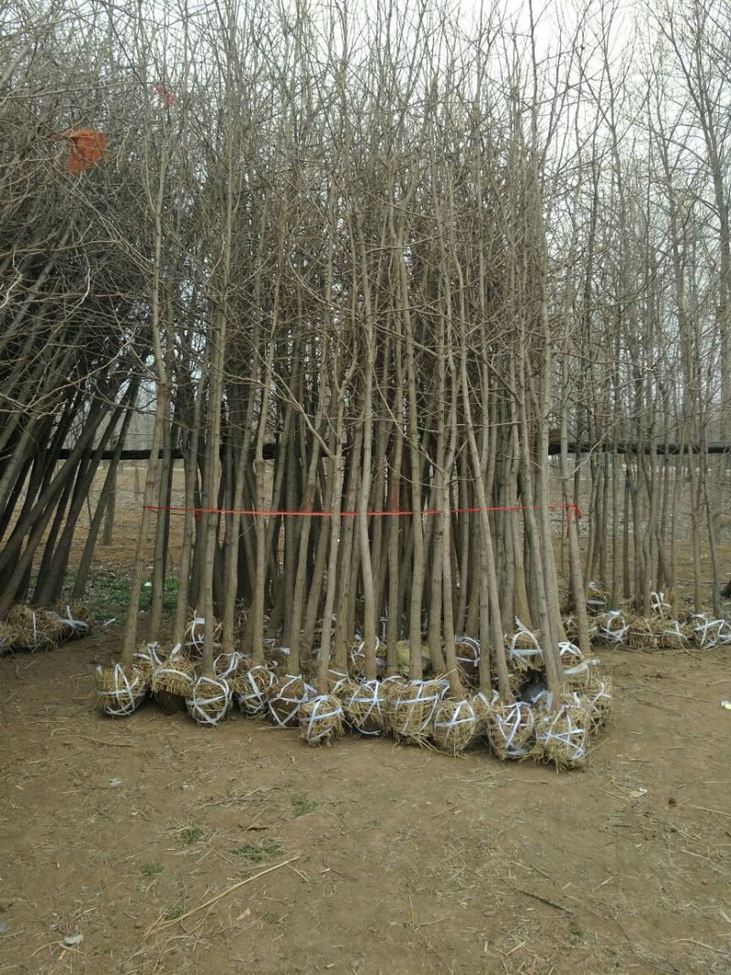 银杏树1米以下6~8cm4米以上