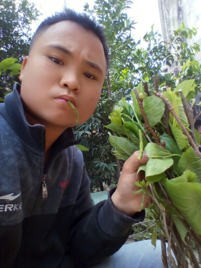 桑椹树苗长果桑苗大十果桑苗四季大果桑苗