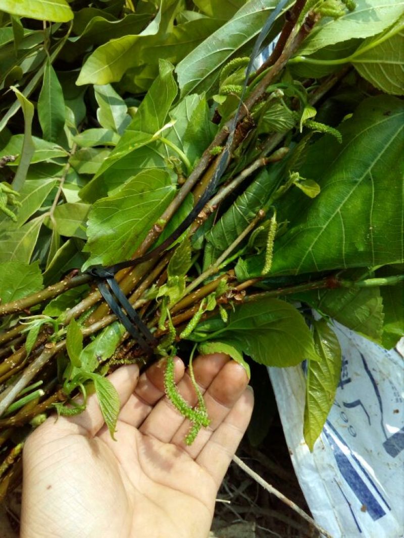 桑椹树苗长果桑苗大十果桑苗四季大果桑苗