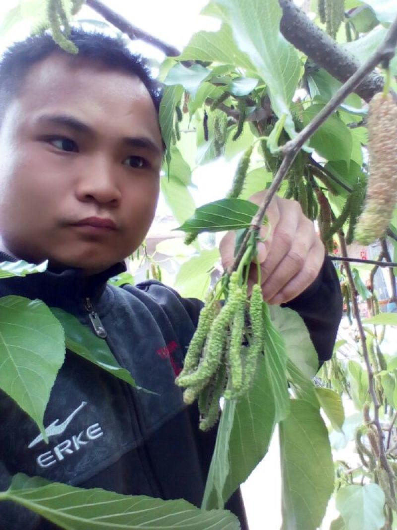 桑椹树苗长果桑苗大十果桑苗四季大果桑苗
