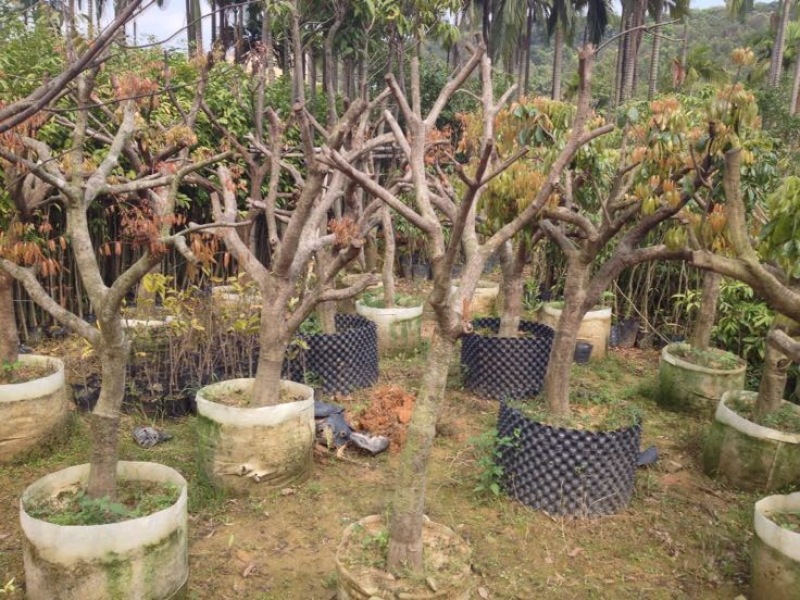 荔枝苗80~100cm桂味，无子荔枝，妃子笑