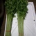 香芹50cm以上