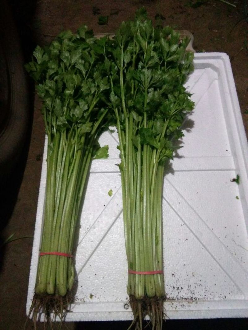 香芹50cm以上
