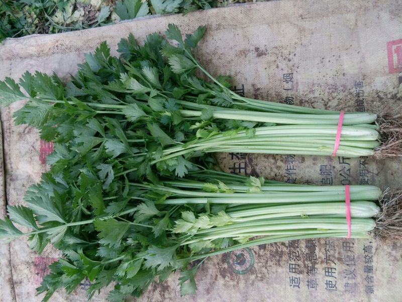 香芹50cm以上