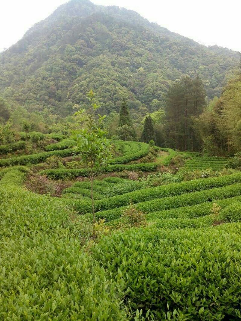 乌龙红茶二级