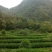 乌龙红茶二级