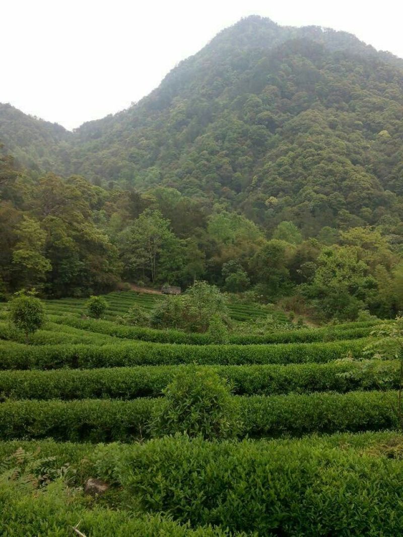 乌龙红茶二级