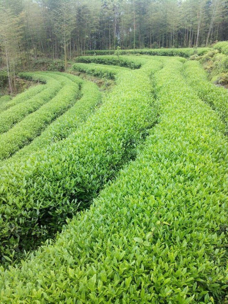 乌龙红茶二级