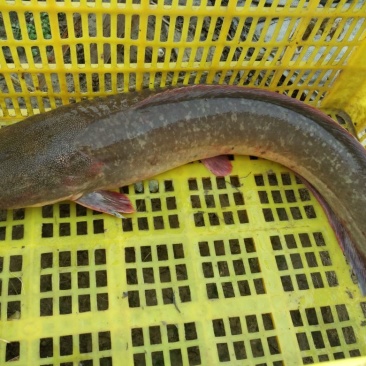胡子鲶食用