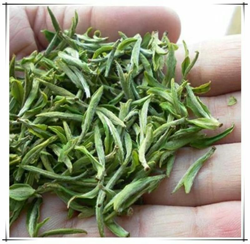 毛尖茶
