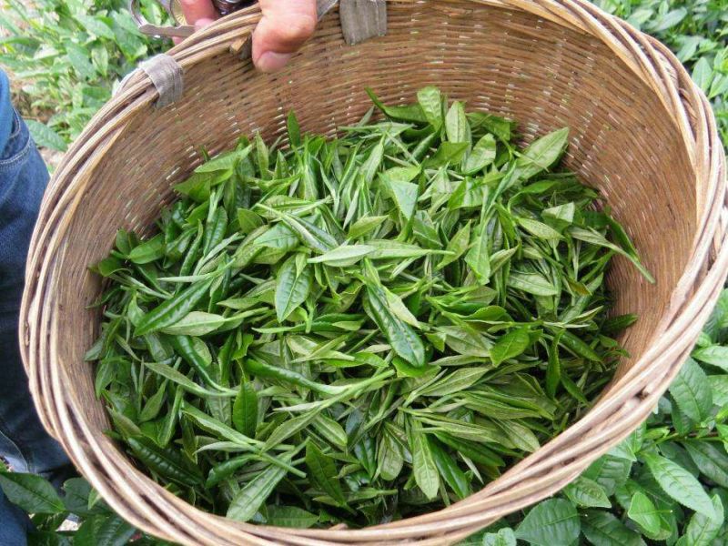 川茶特级