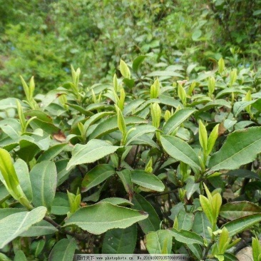 川茶特级