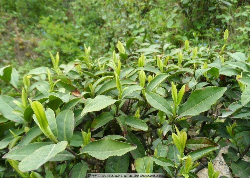 川茶特级