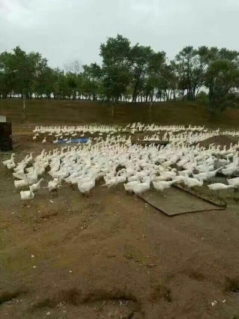 鹅苗250g以下