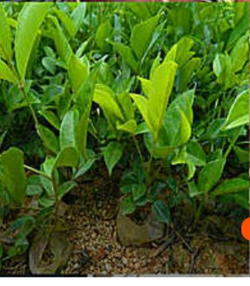 牛大力种苗15cm以下