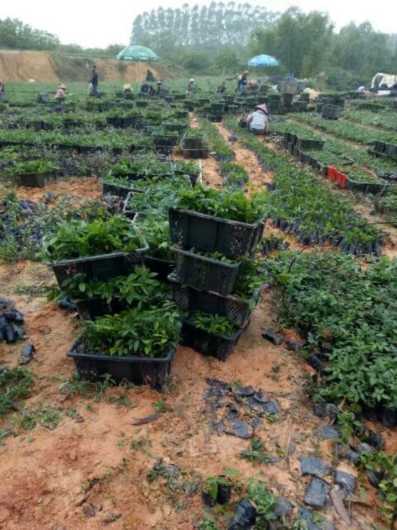 牛大力种苗15cm以下