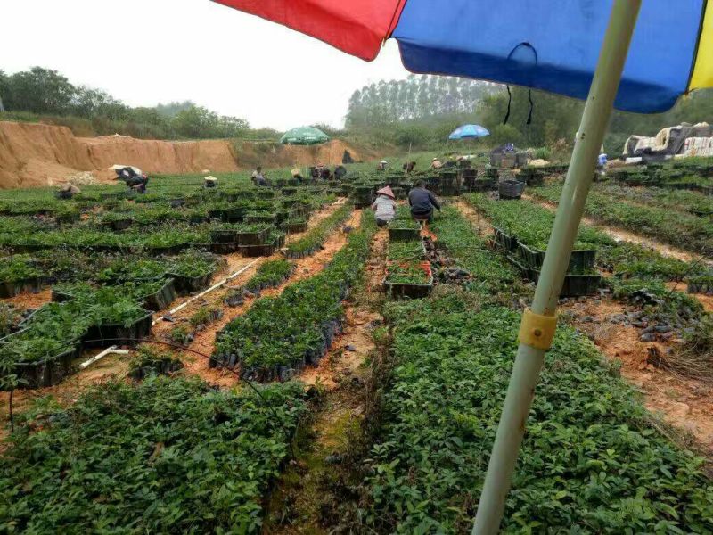 牛大力种苗15cm以下