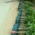 金煌芒树苗1~1.5m