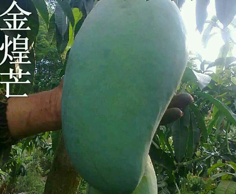 金煌芒树苗1~1.5m