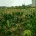 金煌芒树苗1~1.5m