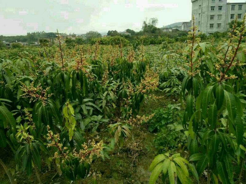 金煌芒树苗1~1.5m