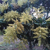 鸡蛋芒2两以上