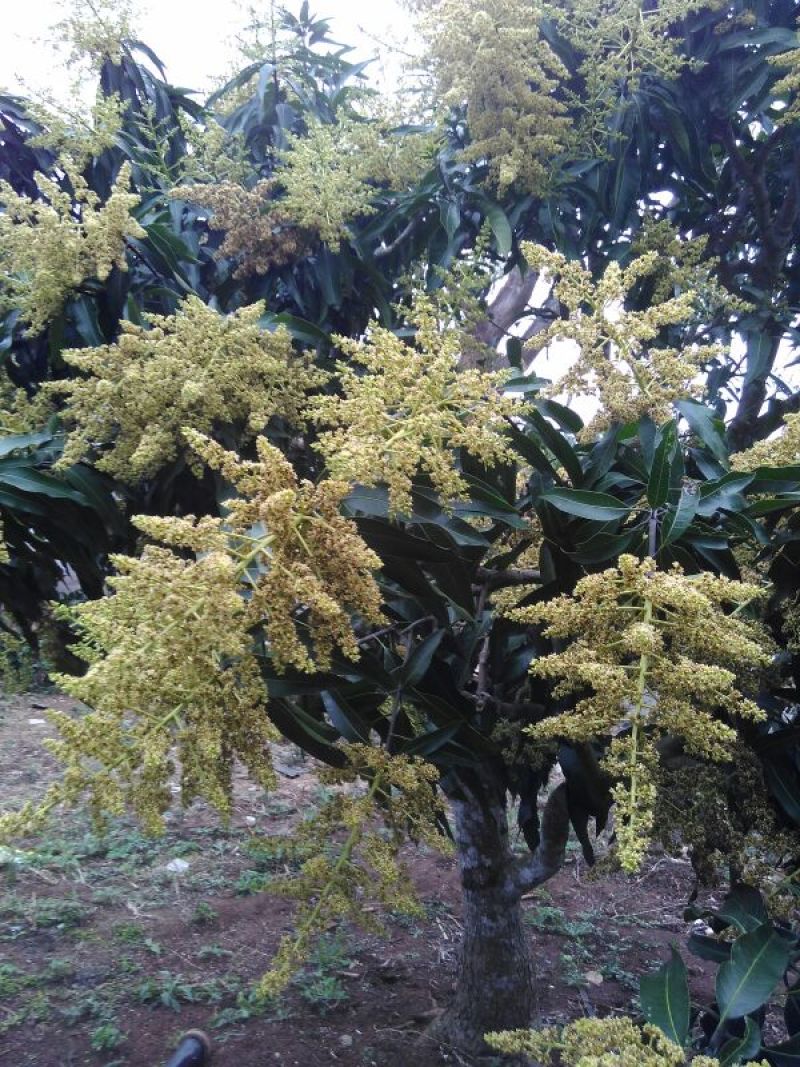 鸡蛋芒2两以上