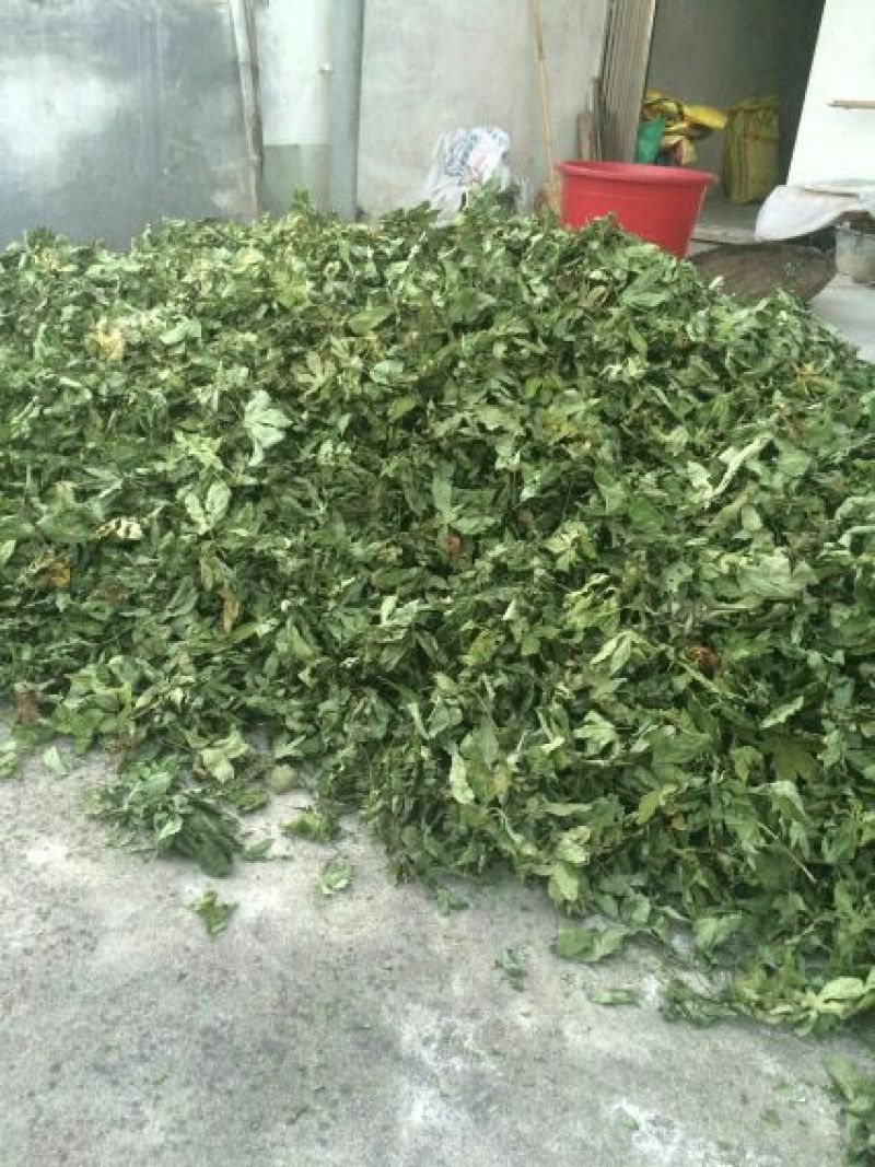 甜茶叶一级