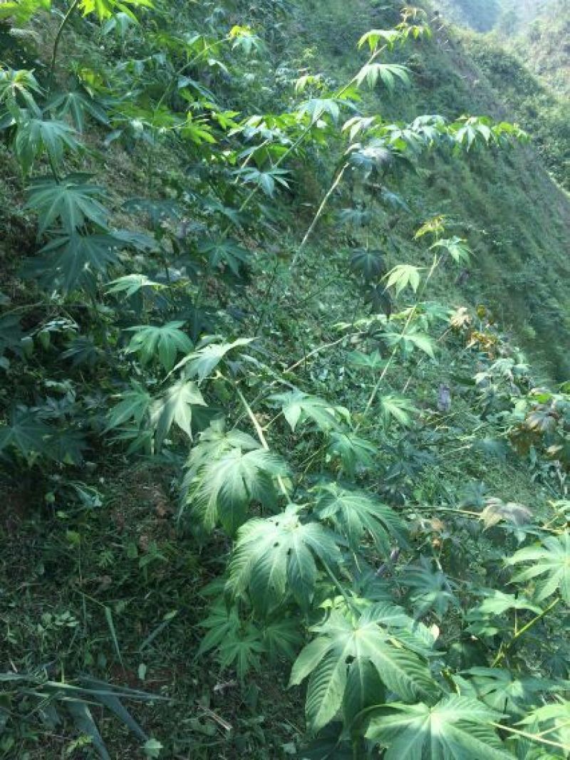 甜茶叶一级