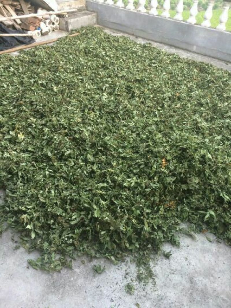 甜茶叶一级