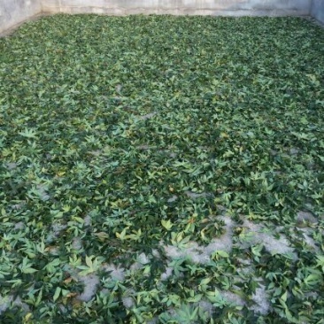 甜茶叶一级