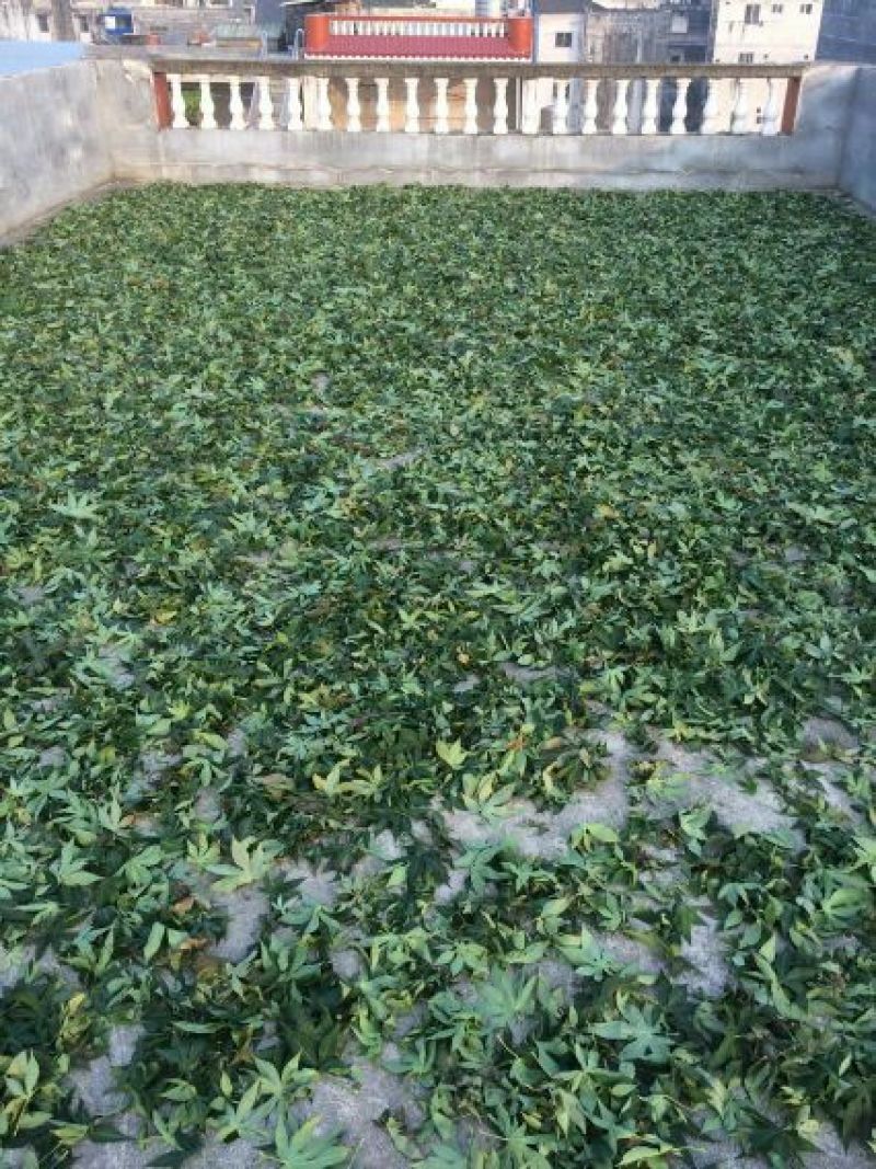 甜茶叶一级