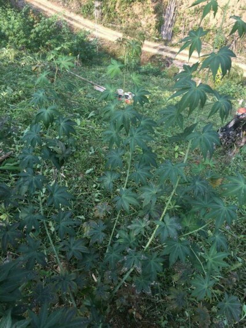 甜茶叶一级