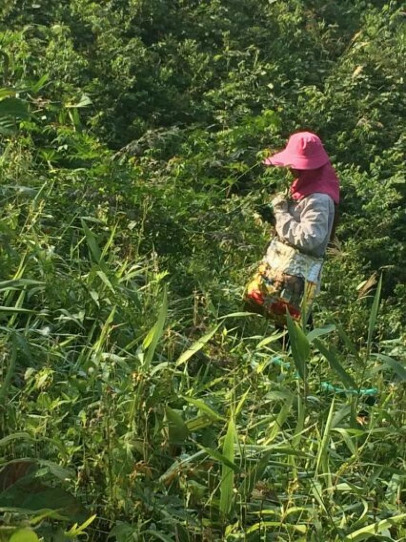 甜茶叶一级