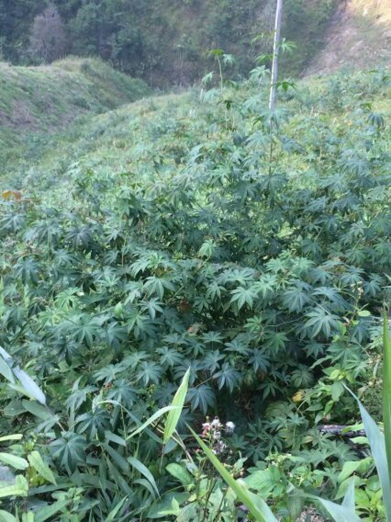 甜茶叶一级