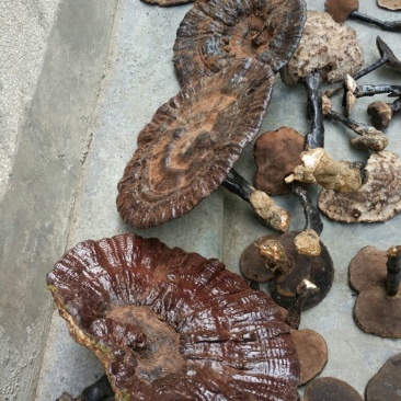 灵芝8公分以下