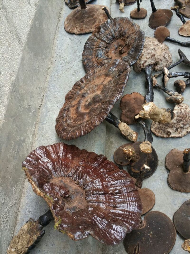 灵芝8公分以下