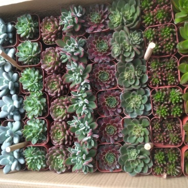 多肉植物含盆