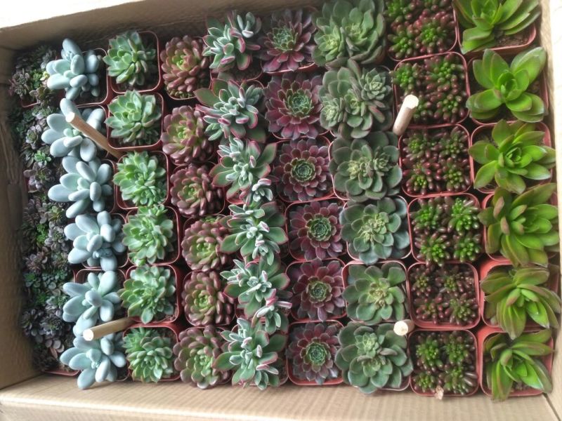 多肉植物含盆