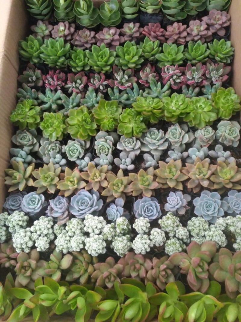 多肉植物含盆