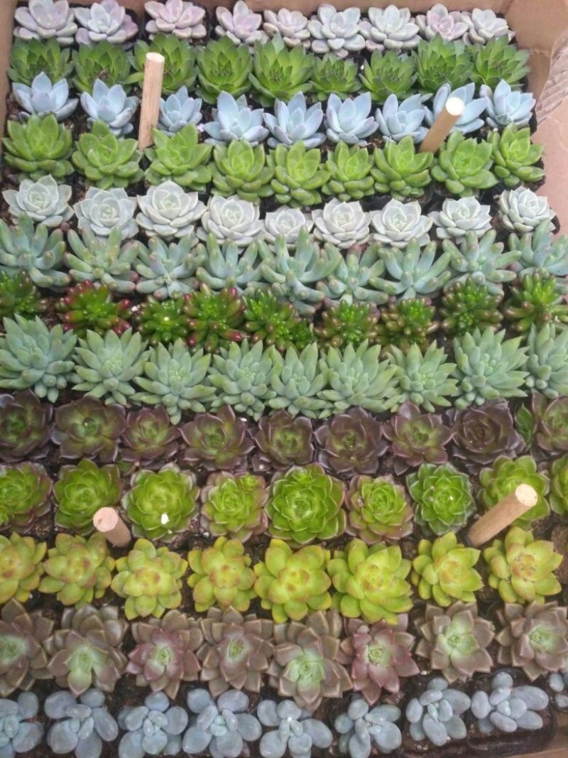 多肉植物含盆