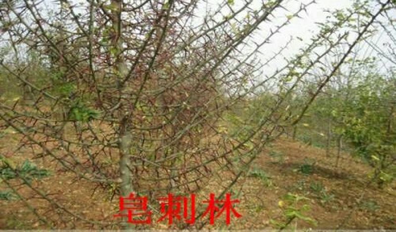 皂刺苗