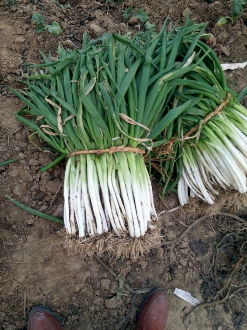 四季小葱35~40cm
