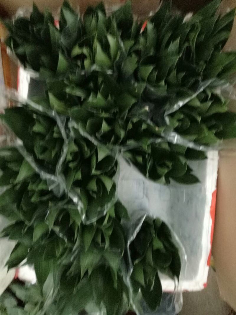 观音竹2cm以下2米以下